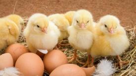 Минсельхоз сообщил о профиците яиц в России